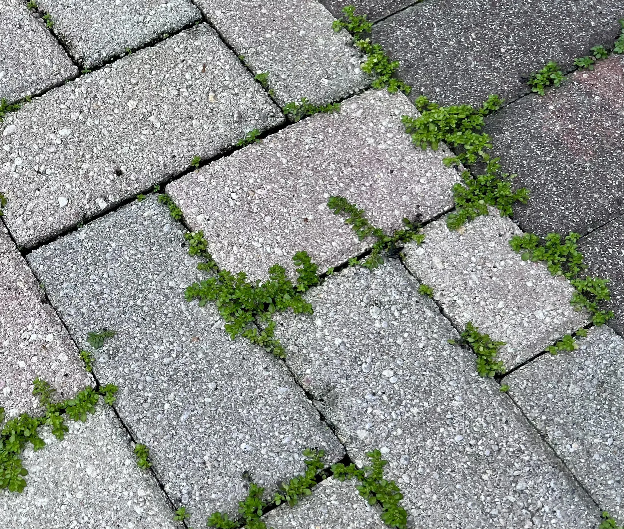 Palm Beach Pavers project detail related to how often should pavers be sealed?